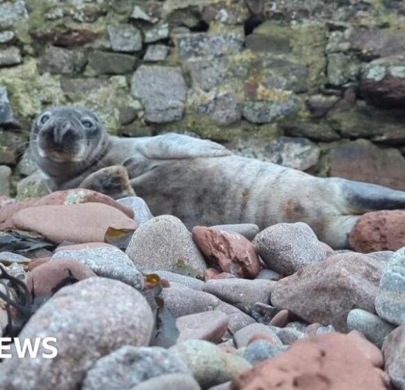 Dehydrated seal rescued after travelling from Cornwall to Wales