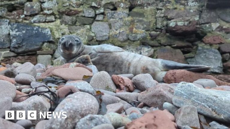 Read more about the article Dehydrated seal rescued after travelling from Cornwall to Wales