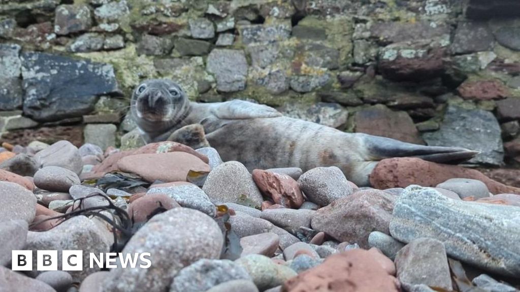 You are currently viewing Dehydrated seal rescued after travelling from Cornwall to Wales