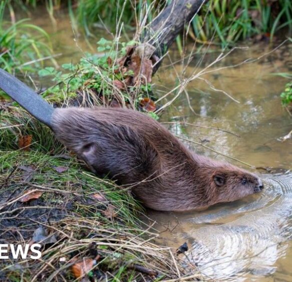 Beavers Chip and Willow make their home at Mapperton Estate
