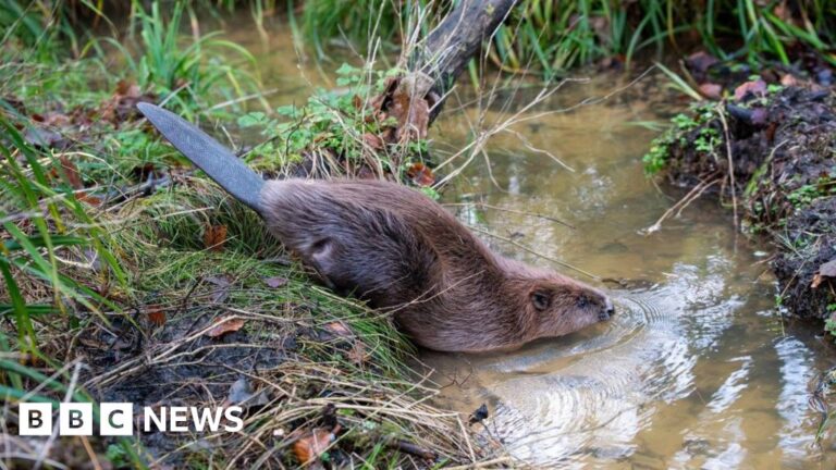 Read more about the article Beavers Chip and Willow make their home at Mapperton Estate