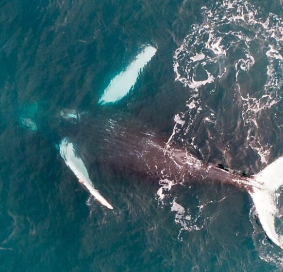 Pi the humpback whale is female