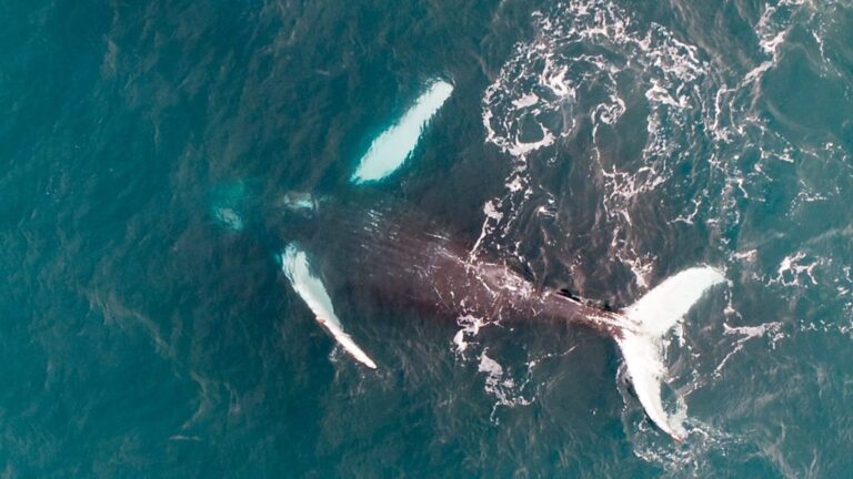 Read more about the article Pi the humpback whale is female