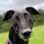 Greyhound racing supporter tells activists ‘We’ll blow all our dogs away’