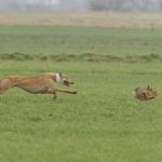 Sinn Féin confirm intention to back continuation of cruel, colonial hare coursing